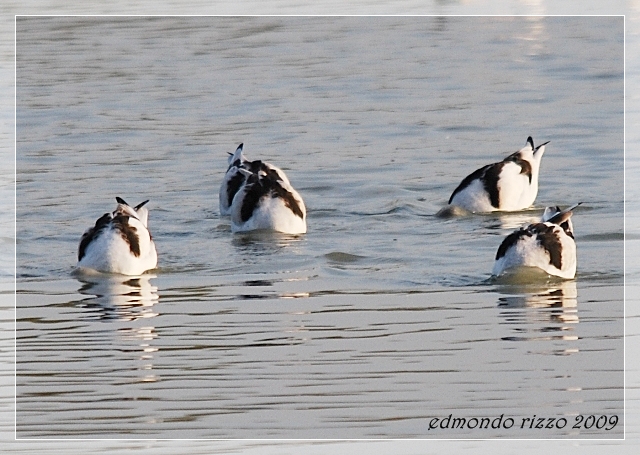 Avifauna humor